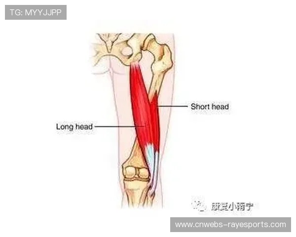 科内右大腿股二头肌损伤，预计缺阵一个月影响球队中场